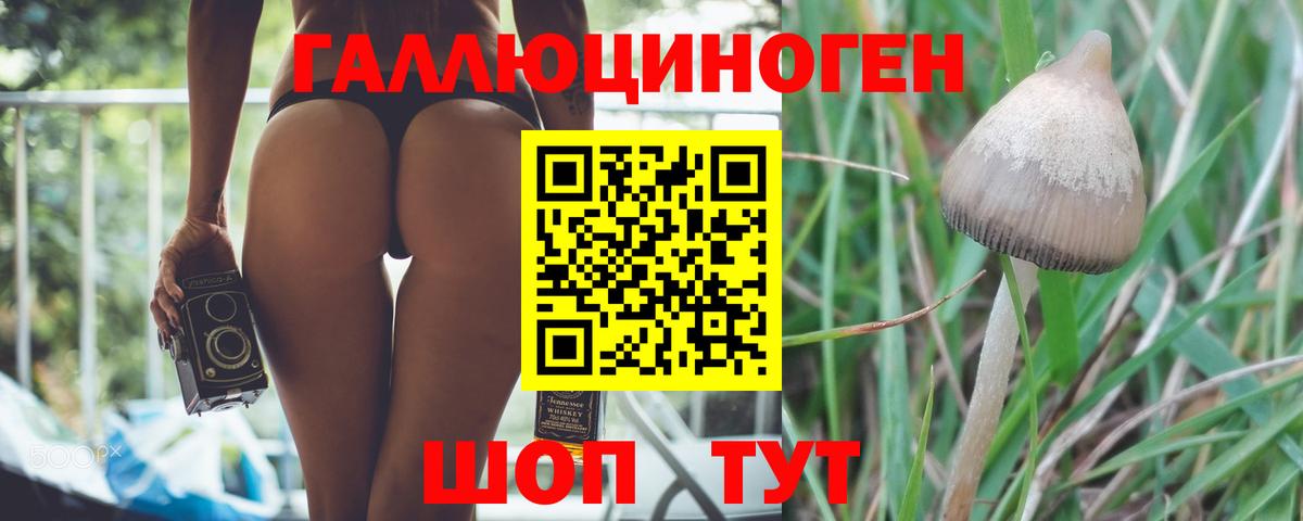 Псилоцибиновые грибы Cubensis Отрадный